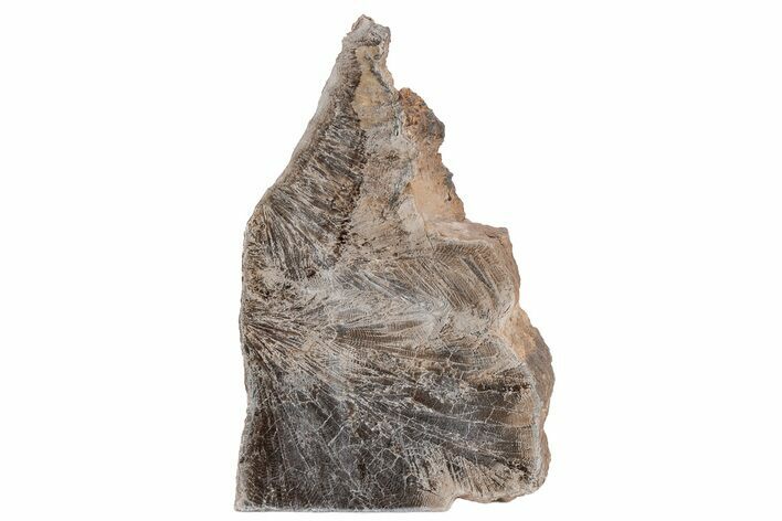 Polished Petrified Featherwood Stand-up - Arizona #210848